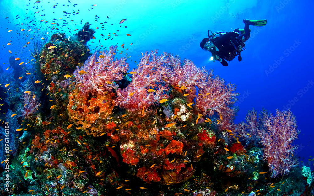 scuba diver diving on tropical reef with blue background and fish scuba diver diving on tropical reef with blue background and fish