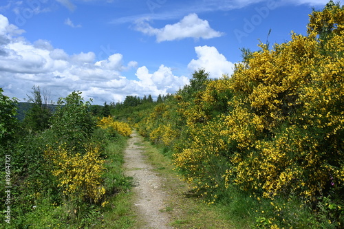 Weg bei Kirchen an der Sieg