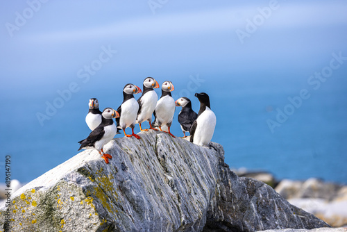 Foto Six puffins and one razor back perched on a rock