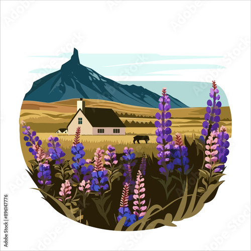 Beautiful landscape of blooming lupine flowers Iceland 5