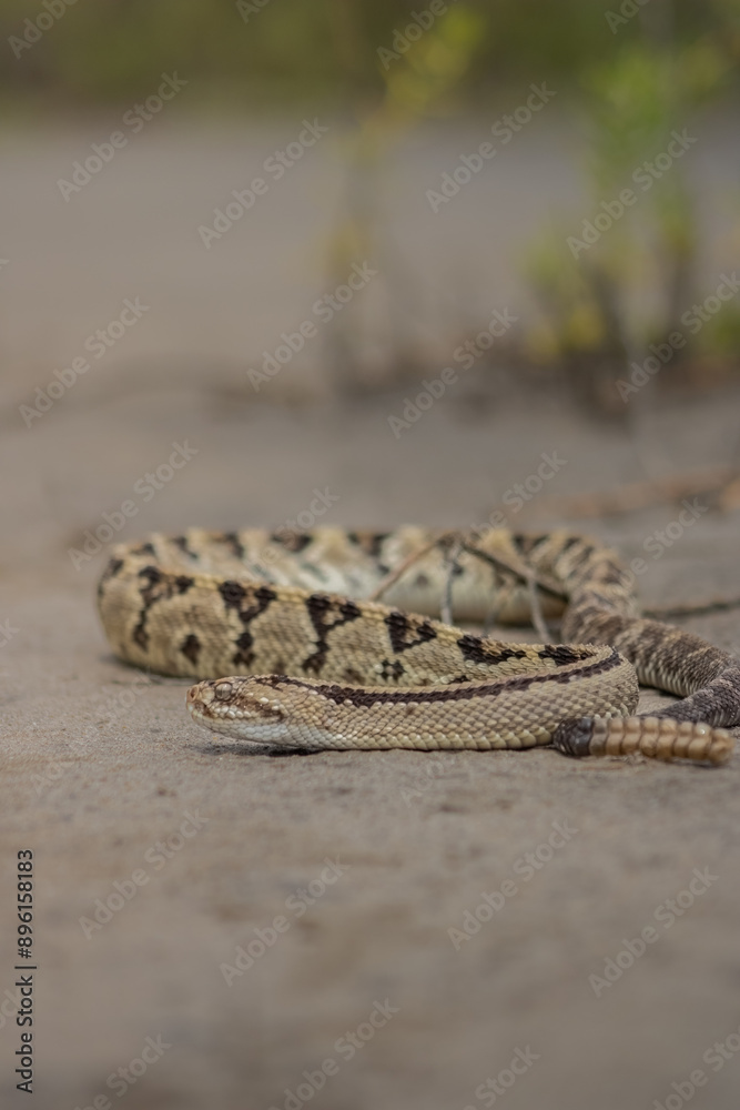 Obraz premium Víbora de cascabel