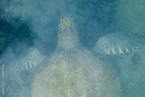 Caretta caretta sea turtle on the Mediterranean coast 