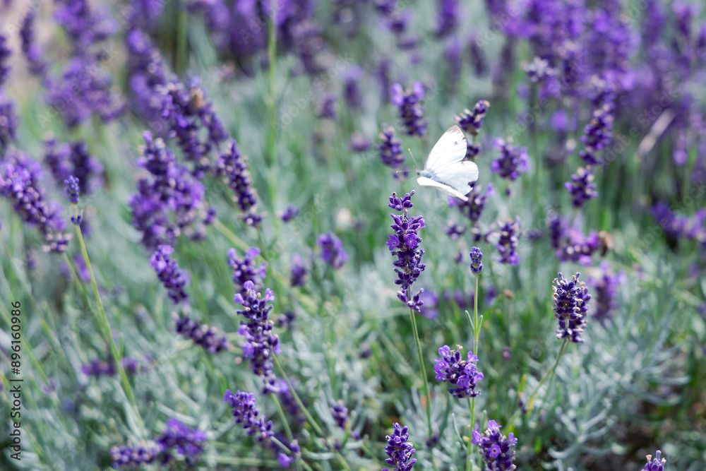 Blooming violet lavender field with a white butterfly on a flower in summer sunny morning. Latvian rural region. Blooming violet lavender field with a white butterfly on a flower in summer sunny morning. Latvian rural region.