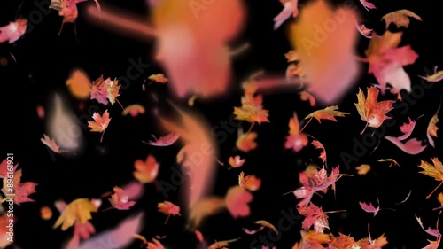 Autumn leaves fall beautifully on a transparent background, alpha channel.