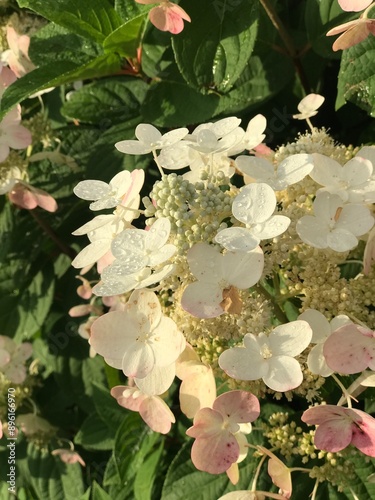 flowers with raindrops