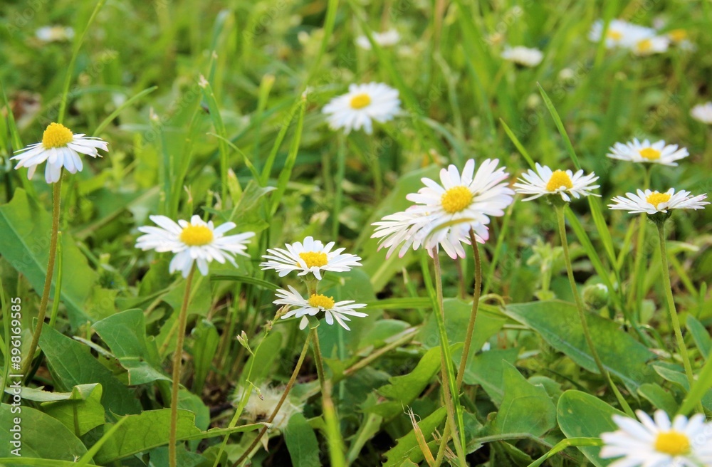 Close-up on blooming daisy flowers on a field Close-up on blooming daisy flowers on a field