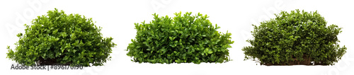 Garden bush png cut out element set