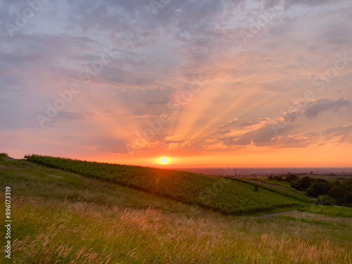 Wine Vineyards in Scenic Rebland Baden-Baden Countryside at Sunset photo