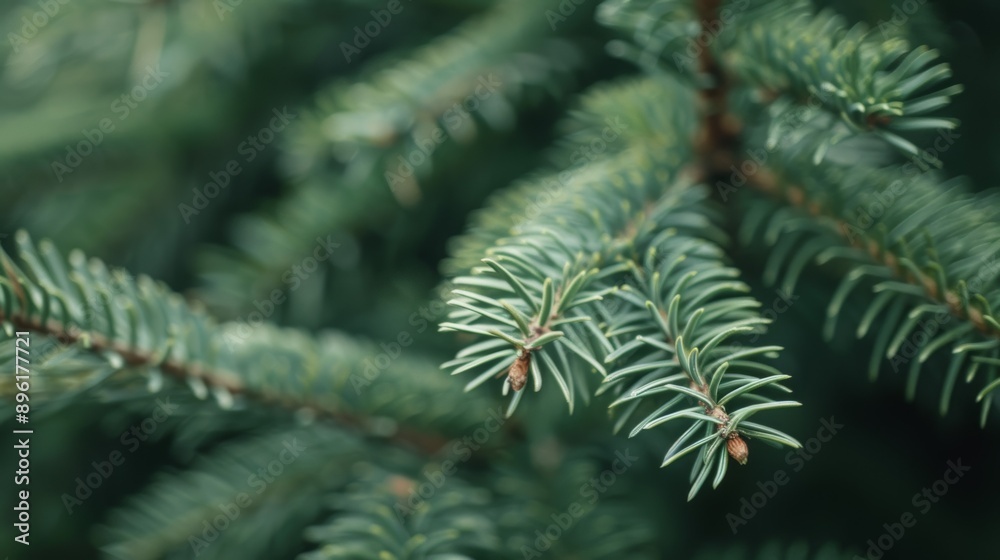 A close up of green tree branch with a few leaves