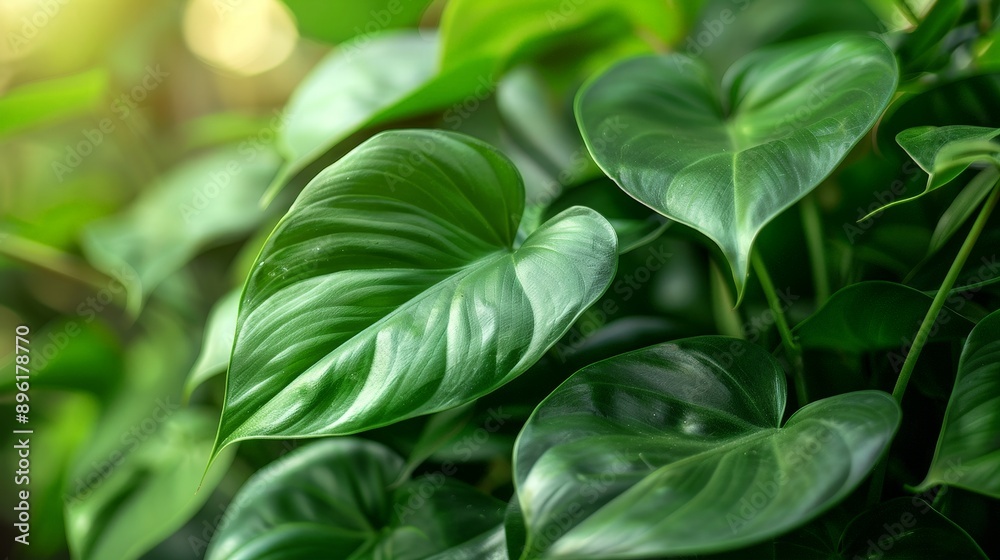 Macro shot of a rare Philodendron with its elongated leaves Macro shot of a rare Philodendron with its elongated leaves
