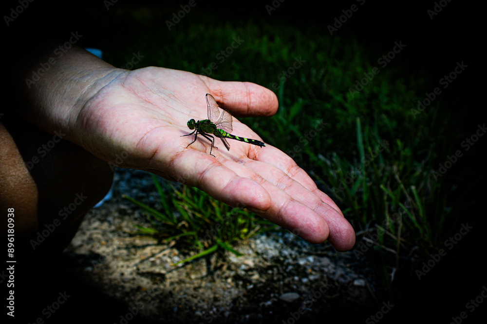 dragonfly takes a rest on hand dragonfly takes a rest on hand