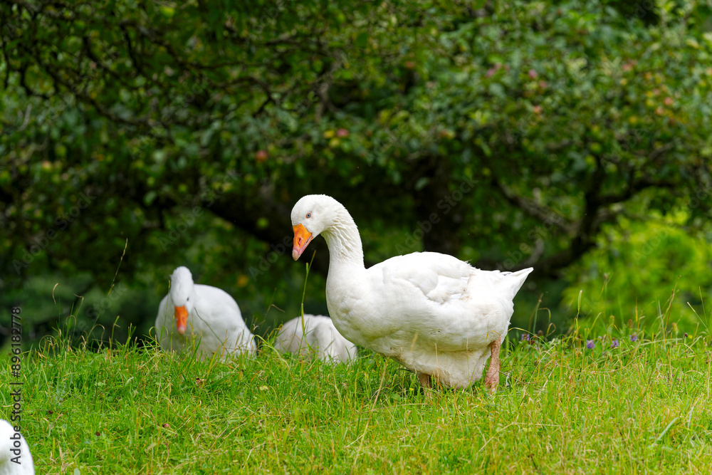 Flock of white geese walking and grazing on meadow at Swiss City of Zürich on a sunny summer day. Photo taken July 24th, 2024, Zurich, Switzerland. Flock of white geese walking and grazing on meadow at Swiss City of Zürich on a sunny summer day. Photo taken July 24th, 2024, Zurich, Switzerland.