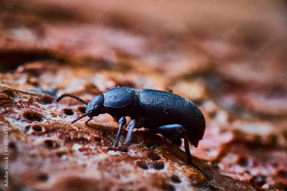 Glossy Black Beetle on Tree Bark Close-Up Glossy Black Beetle on Tree Bark Close-Up