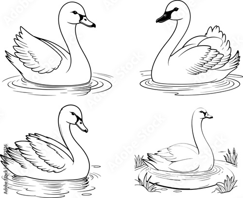 Tundra Swan coloring page and outline vector design