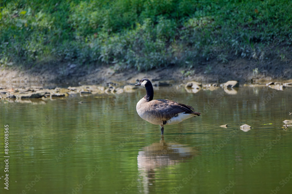 Canada goose (Branta canadensis) resting on the shallow water in the river Canada goose (Branta canadensis) resting on the shallow water in the river