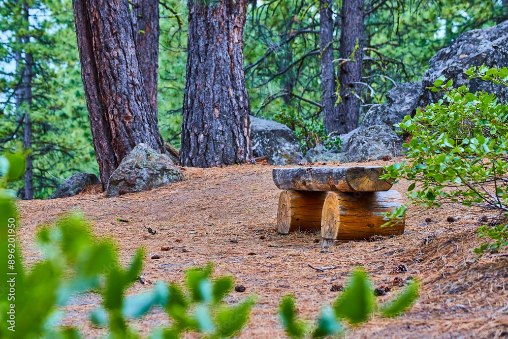 Rustic Wooden Bench in Serene Pine Forest Eye-Level Perspective Rustic Wooden Bench in Serene Pine Forest Eye-Level Perspective