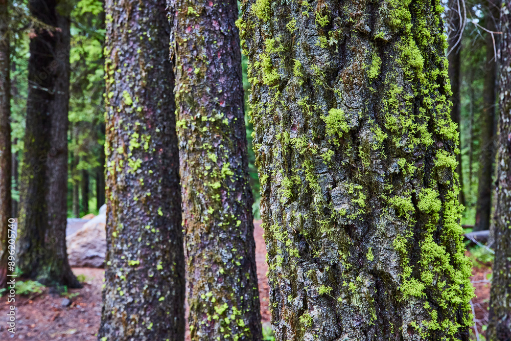 Moss-Covered Tree Trunks in Dense Forest at Eye Level Moss-Covered Tree Trunks in Dense Forest at Eye Level