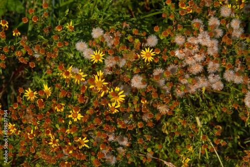 Flowers and achenes of Ragwort, the achenes will be dispersed by wind and spread the plant over an large area photo