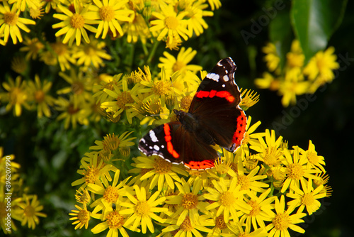 Red admiral on the yellow flowers of Ragwort, a plant poisonous to livestock