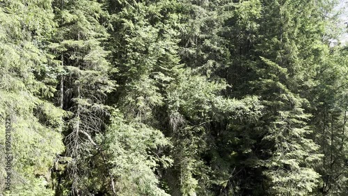 spring , wild river on the rocks, wild forest nature in the mountains 