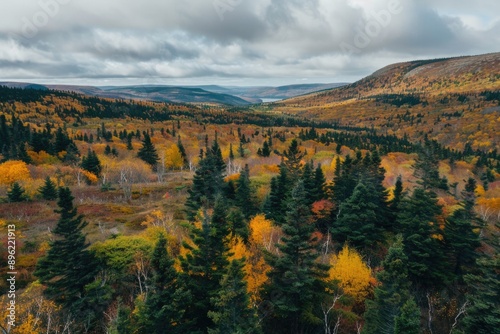 A dense forest surrounded by tall trees and a majestic mountain in the background