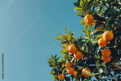 oranges on tree