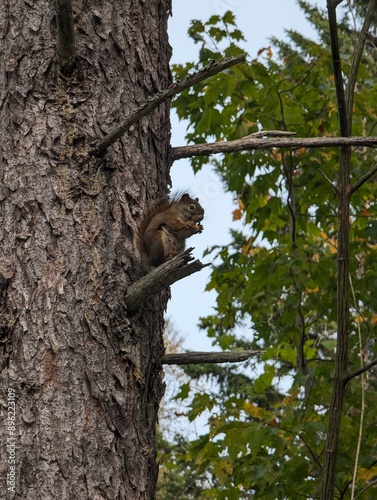 squirrel on tree