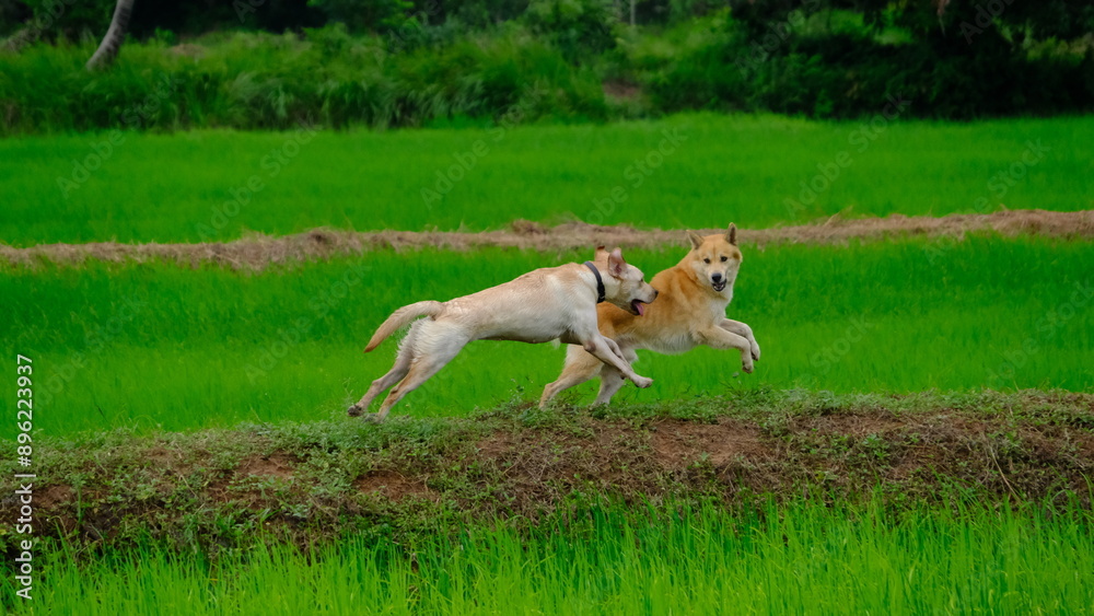 Two playful dogs leap joyfully across a vibrant green field under a clear blue sky, showcasing their bond and energy. Two playful dogs leap joyfully across a vibrant green field under a clear blue sky, showcasing their bond and energy.