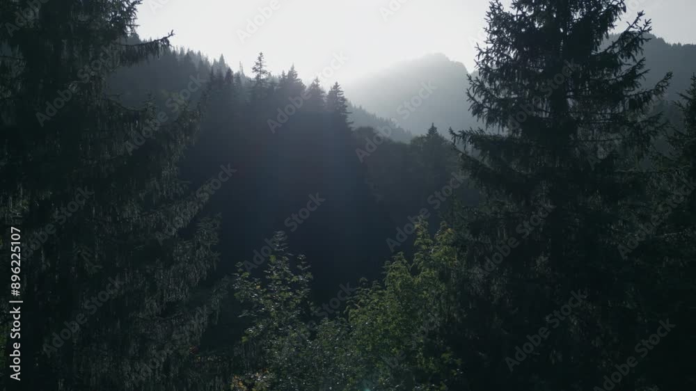 Experience the peaceful beauty of a mountain forest with sunlight streaming through the trees Experience the peaceful beauty of a mountain forest with sunlight streaming through the trees