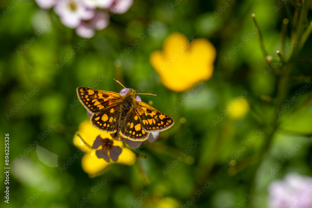 Obraz premium Butterfly with yellow spots on flower, Chequered Skipper, Carterocephalus palaemon