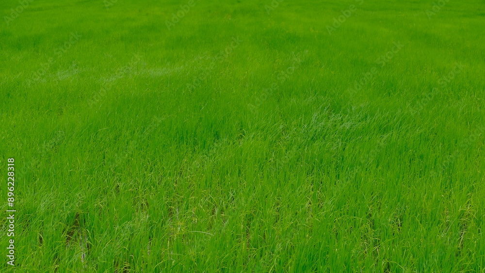 A lush green field showcases vibrant grass swaying under a clear blue sky, symbolizing nature's beauty and serenity. A lush green field showcases vibrant grass swaying under a clear blue sky, symbolizing nature's beauty and serenity.