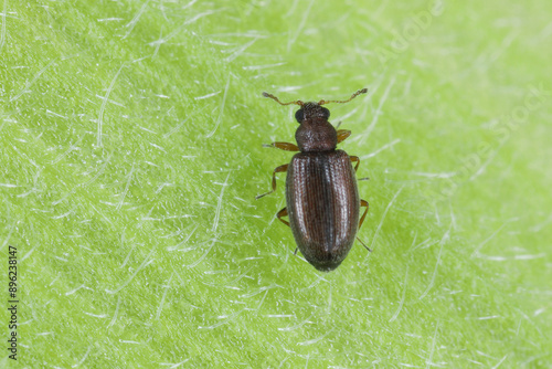 Tiny minute brown scavenger beetle Latridiidae on a corn leaf. High magnification.  photo