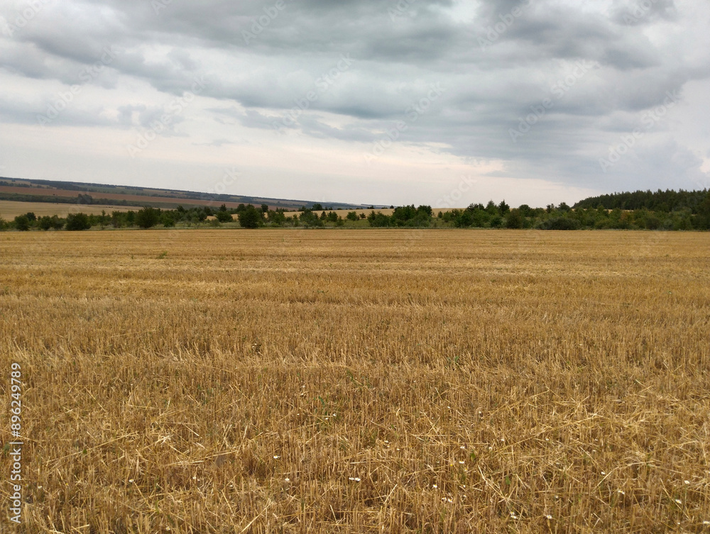 Field of Wheat Under a Cloudy Sky Field of Wheat Under a Cloudy Sky