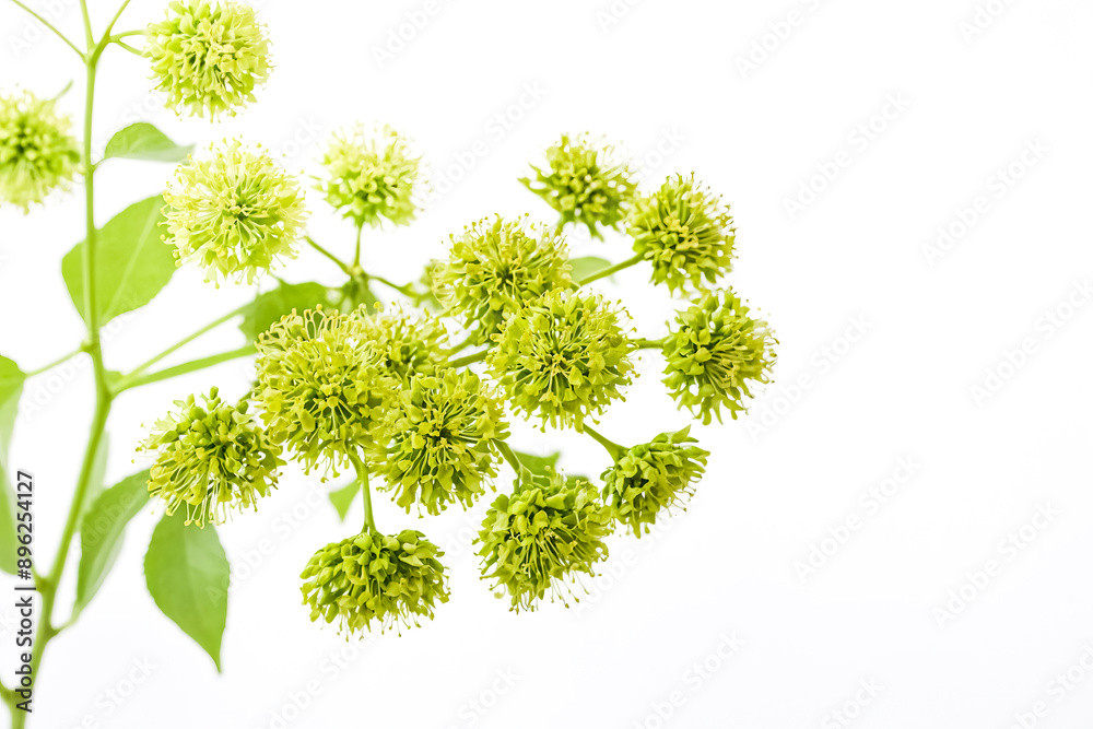Fototapeta premium Close-up of delicate green flowers on a white background