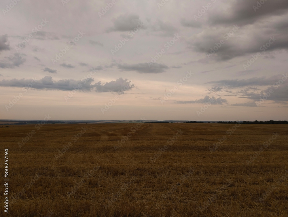 Fototapeta premium Cloudy Field Landscape in the Evening