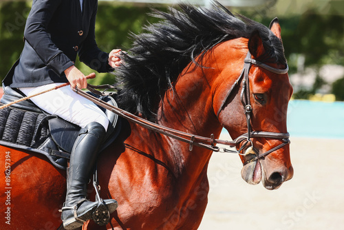 Equestrian sports, the horse is light in hand. Shooting from the profile photo