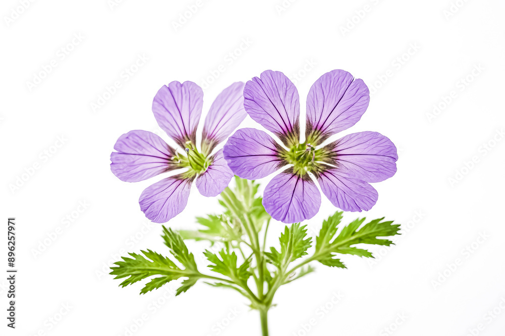Closeup of purple geranium flower on white background Closeup of purple geranium flower on white background