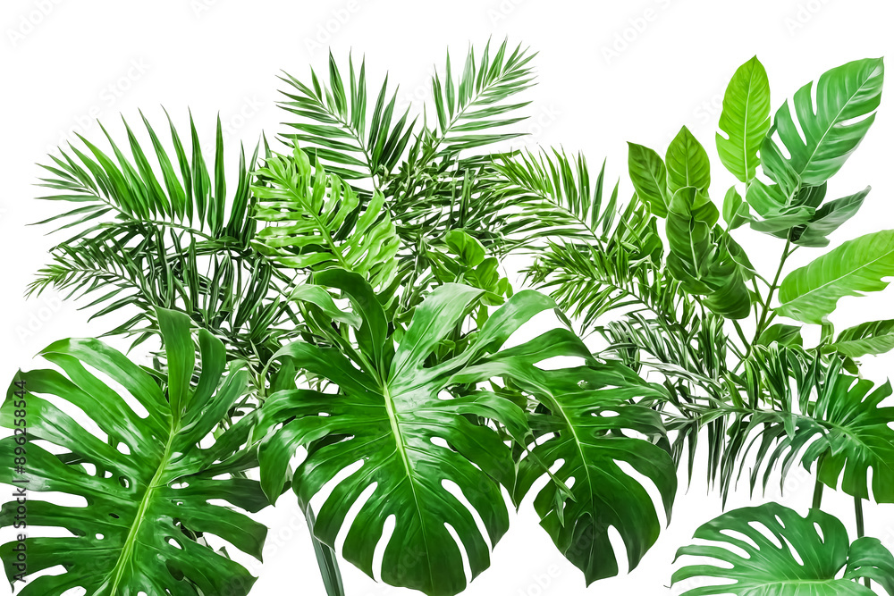 Obraz premium Lush Tropical Leaves on White Background
