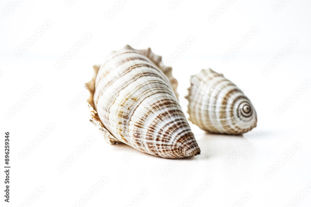 Two seashells on a white background Two seashells on a white background