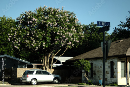 flowering tree next to a house in a small town