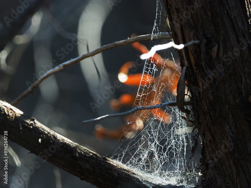 spider web on a branch with autumn leaf in background