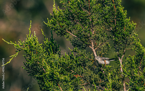 small bird in a juniper tree