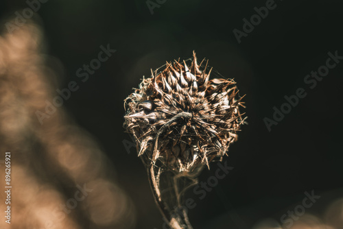 a dried thistle flower closeup