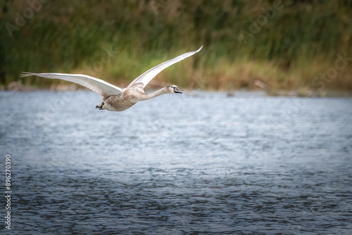 cygne sur l'isère