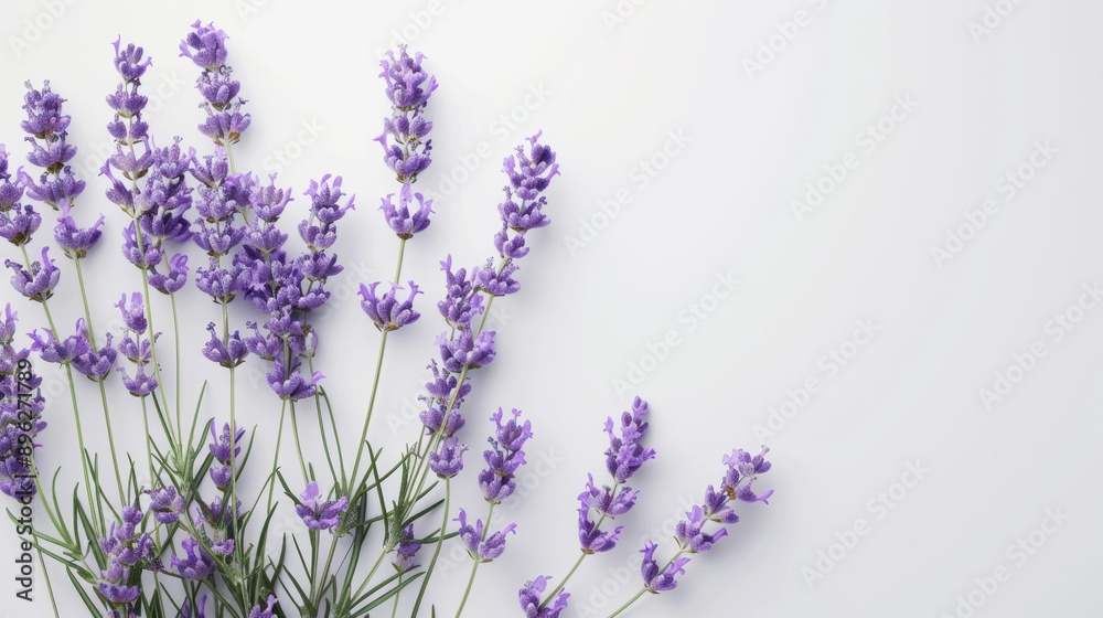 Naklejka premium Lavender flowers on a white background, botanical