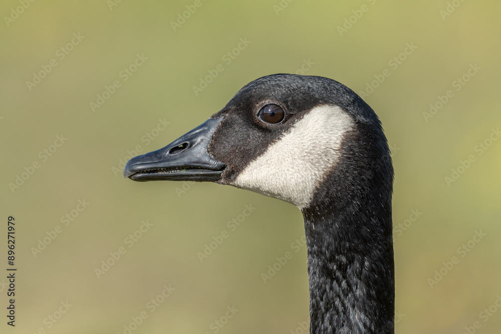 Portrait of a Canada goose (Branta canadensis). Portrait of a Canada goose (Branta canadensis).