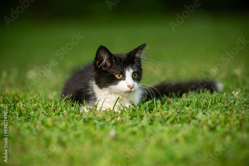 Cute black and white cat laying in green grass