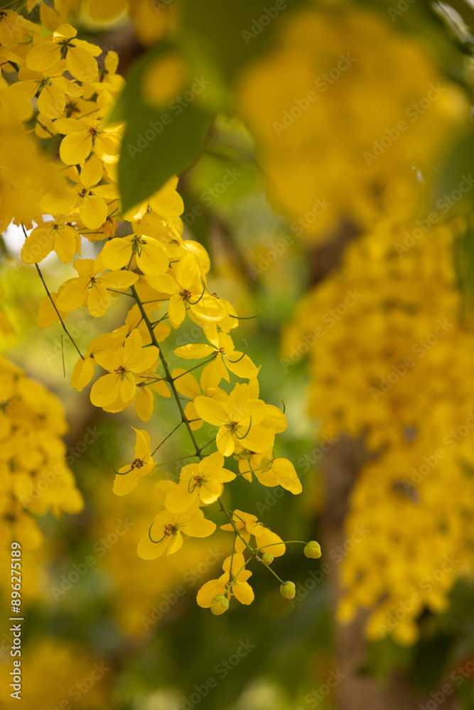 A Cassia fistula tree blooms in the central core of Zapopan, Jalisco, Mexico.