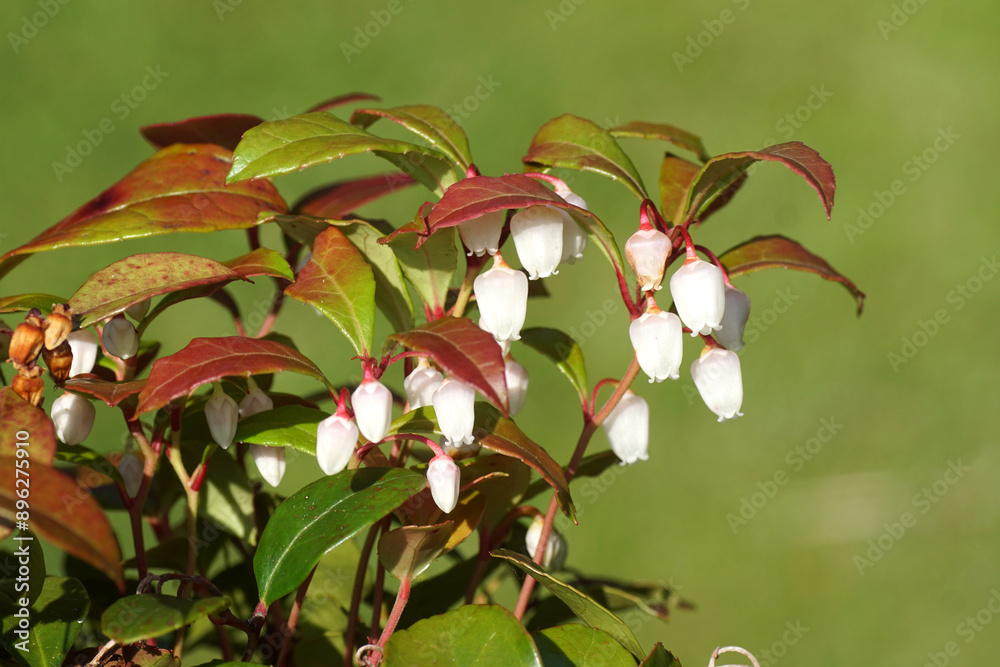 Obraz premium White flowers of eastern teaberry, checkerberry, boxberry, American wintergreen (Gaultheria procumbens), heather family (Ericaceae). Netherlands, Summer, July