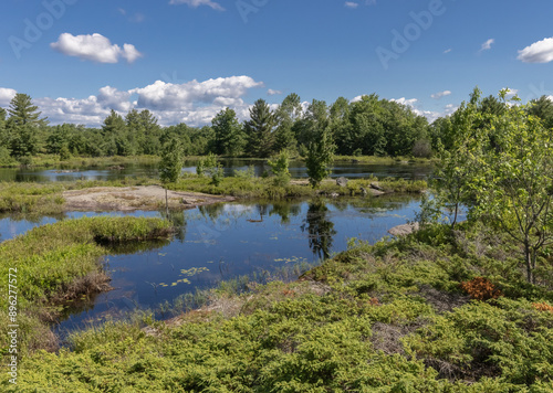 Diverse plants and trees on Precambrian shield around a bog at Torrance Barrens Nature preserve in Ontario Canada photo